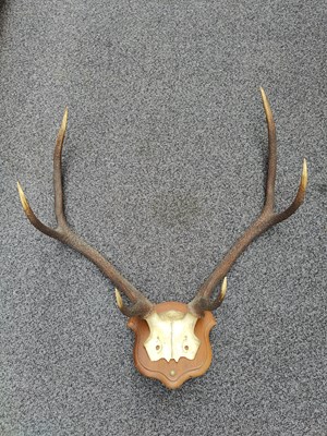 Lot 130 - Mounted pair of 3 point antlers