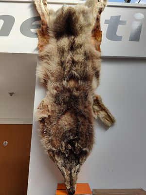 Lot 26 - Wolf fur pelt or similar animal in unfinished condition