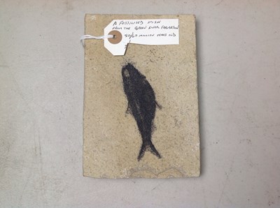 Lot 175 - A Fossilised Fish From The Green River Formation