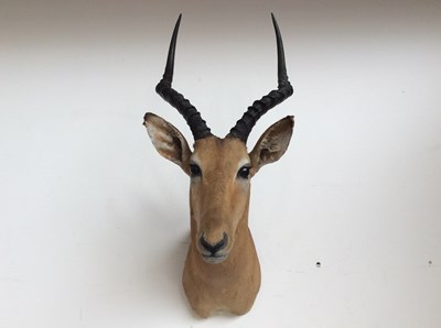 Lot 239 - Taxidermy African Impala Head Mount