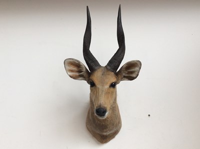 Lot 241 - Taxidermy African Cape Bushbuck Head Mount