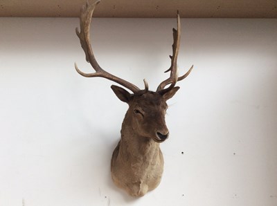 Lot 240 - Taxidermy Stag 12 Point Head Mount