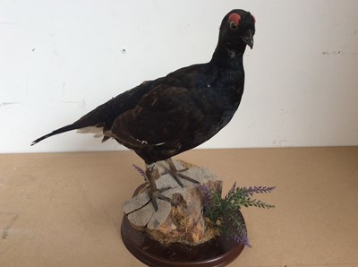 Lot 167 - Taxidermy Black grouse mounted on base