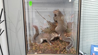 Lot 149 - Taxidermy squirrel playing in woodland scene