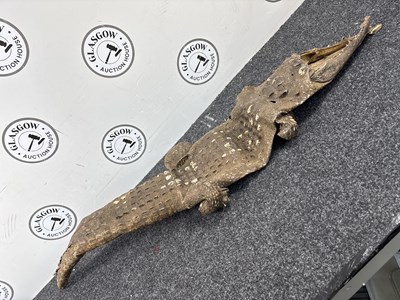 Lot 103 - Crocodile Skin - Used