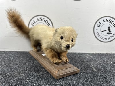 Lot 153 - Ferret taxidermy mounted on wooden plinth