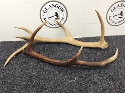 Lot 298 - 2 antlers