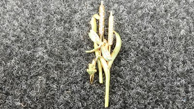 Lot 143 - Vintage Detailed Kirks Folly Dragonfly enamelled brooch