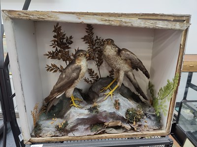 Lot 150 - Pair of taxidermy sparrowhawk in landscape setting